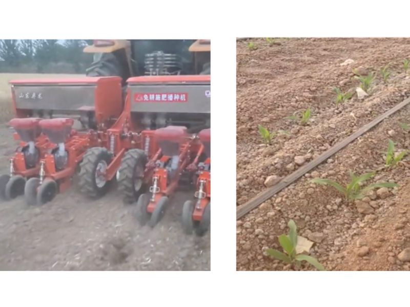 奧龍高產新模式播種玉米長勢良好